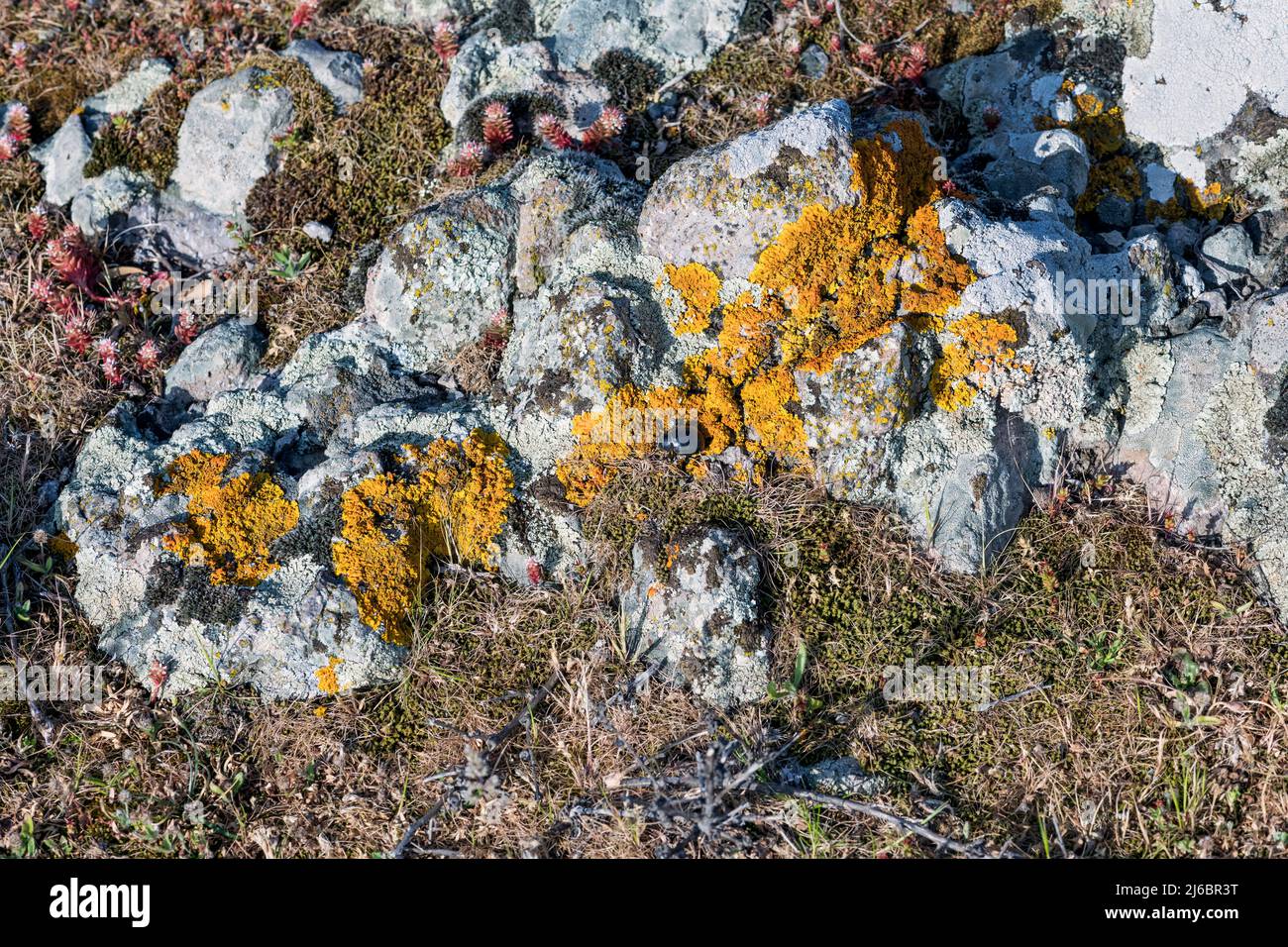 Pimelia subglobosa, scarabeo di Darkling. Levsos Foto Stock