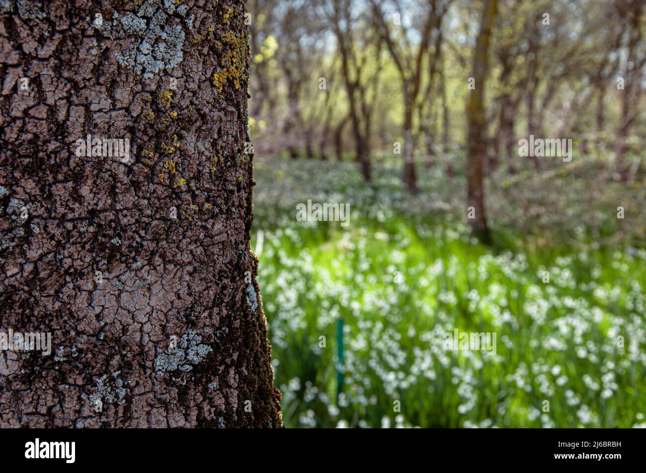 Vista ritagliata del campo nevoso con fuoco selettivo sul tronco dell'albero. Foto Stock