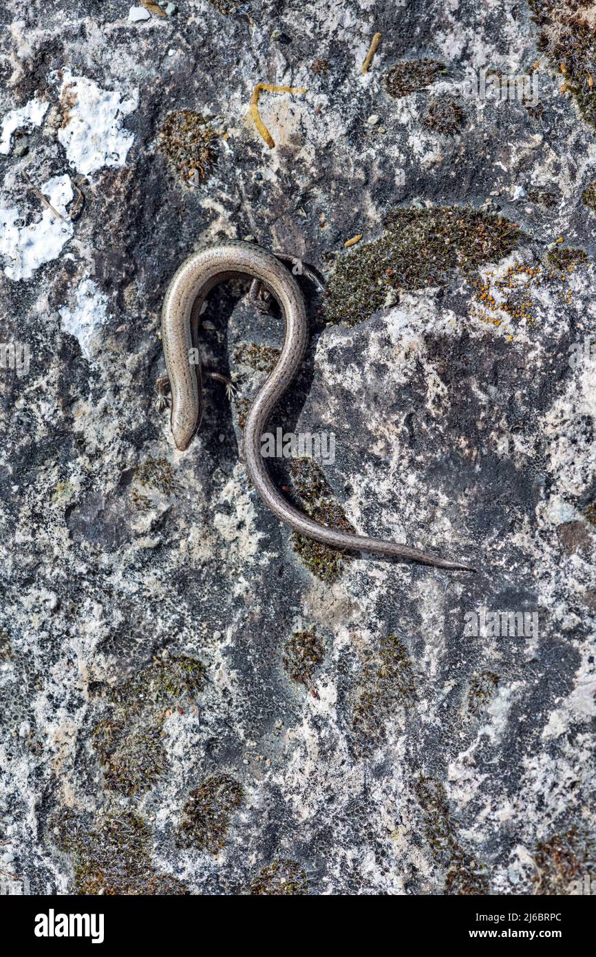 Ablepharus kitaibelli, European Copper Skink. Levsos Foto Stock