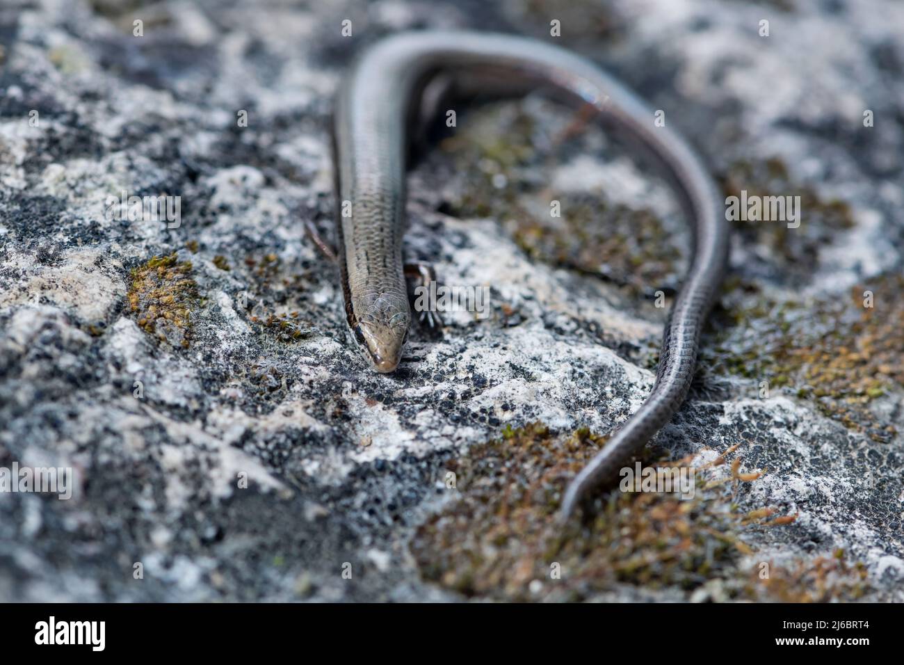 Ablepharus kitaibelli, European Copper Skink. Levsos Foto Stock