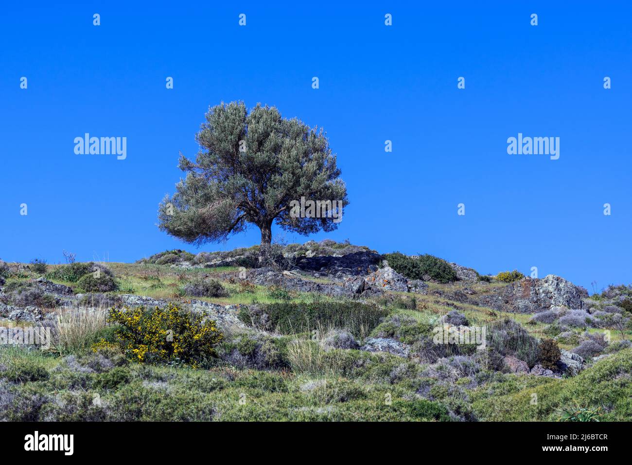 Albero nella natura, Levsos Foto Stock