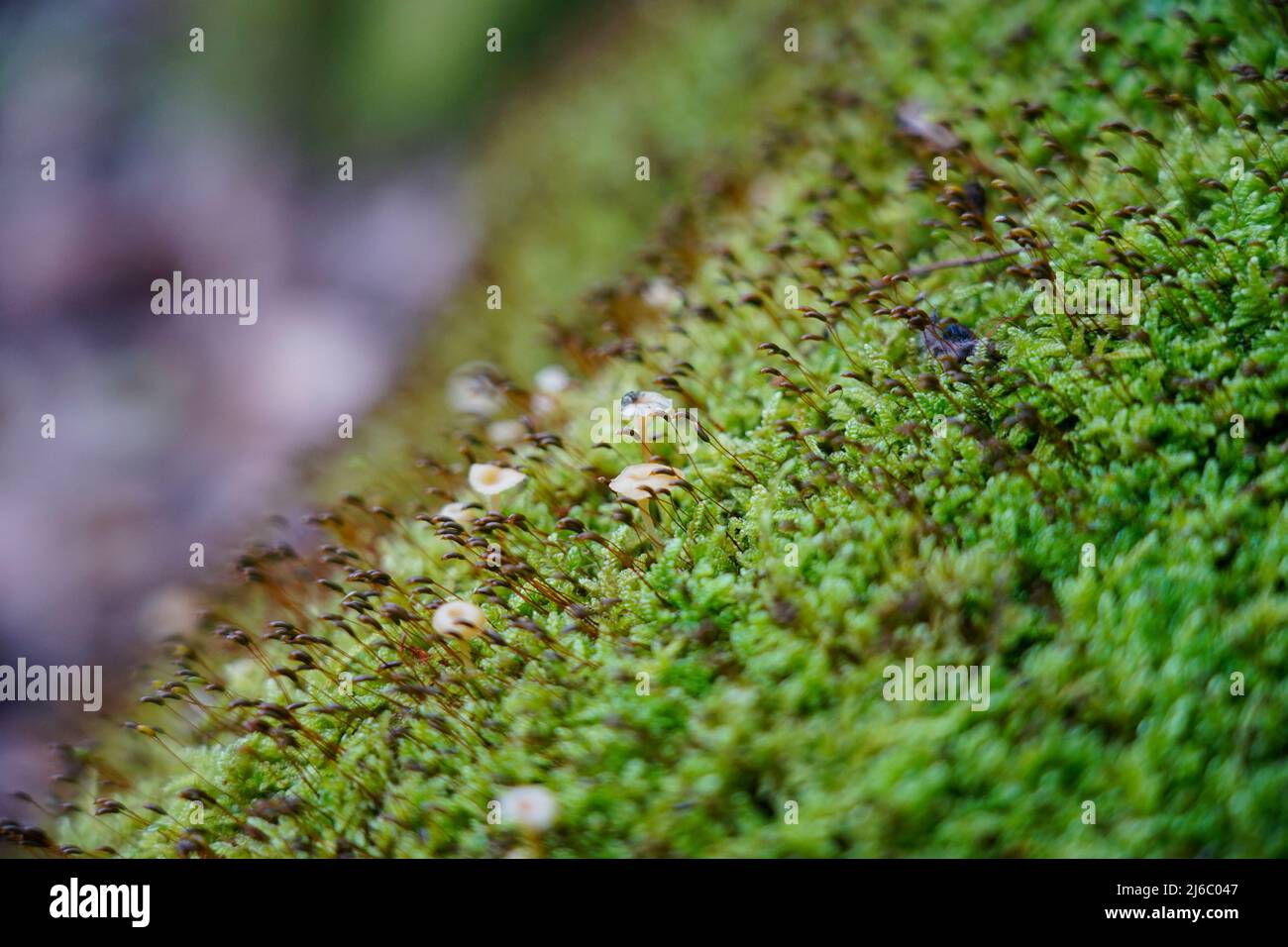 Macro di un primo piano spore di muschio. Texture di muschio, fiore di muschio Foto Stock