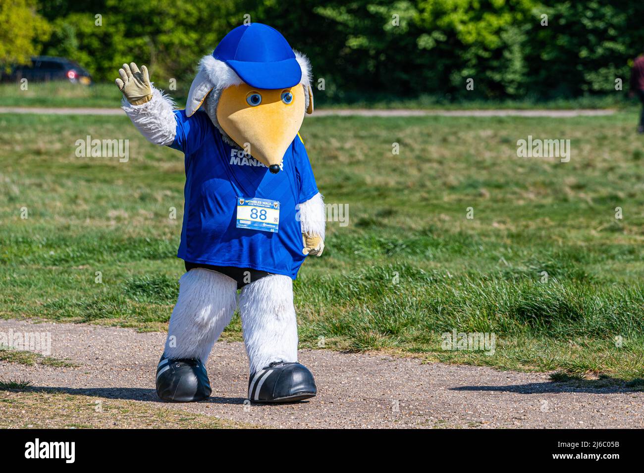 London UK,  30 April 2022. Haydon the mascot for AFC Wimbledon walks through Wimbledon Common in the bright sunshine as he takes part in  a 10km sponsored walk, with AFC Wimbledon Fans, ex-players, staff and members of  the  local community to raise funds for AFC Wimbledon Foundation.  Credit: amer ghazzal/Alamy Live News Foto Stock
