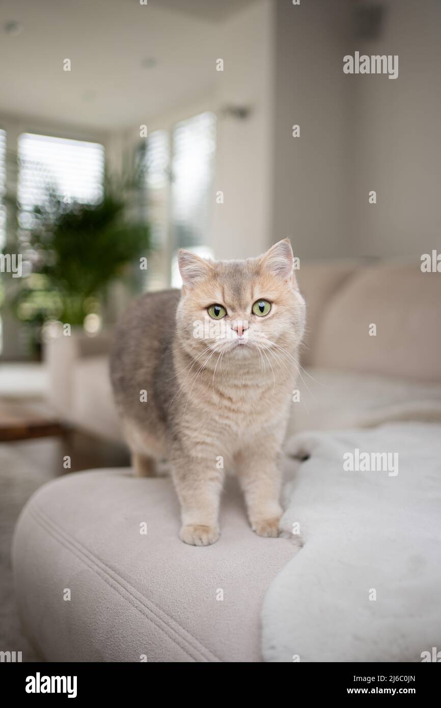 soffice gatto britannico di shorthair in piedi sul divano nel soggiorno moderno Foto Stock