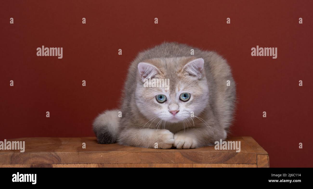 curioso gattino britannico in shorthair che giace su terreno di legno guardando verso il basso Foto Stock