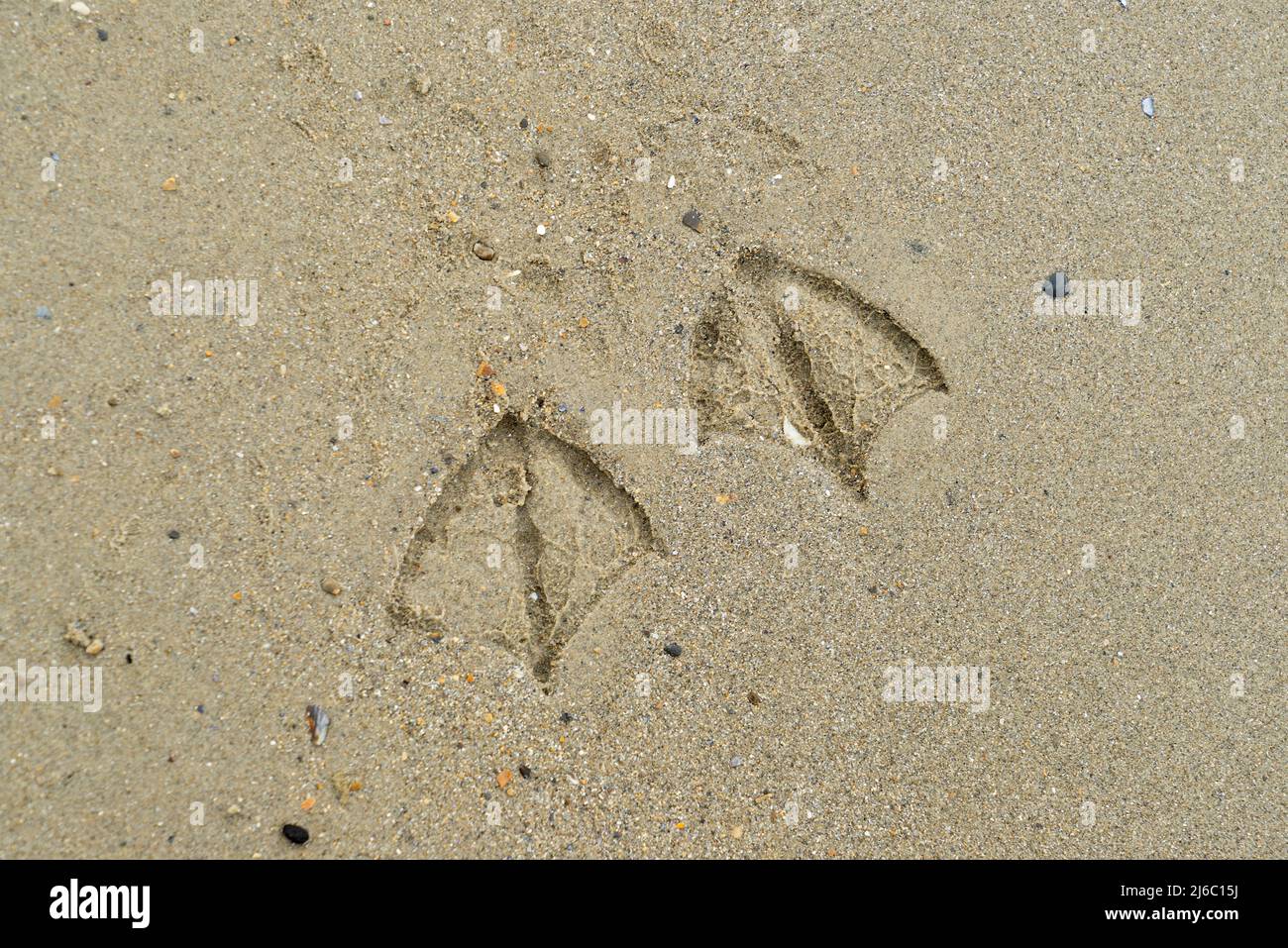 Stampe di piedi di un gabbiano nella sabbia sulla spiaggia lasciando una traccia di prove che erano intorno Foto Stock