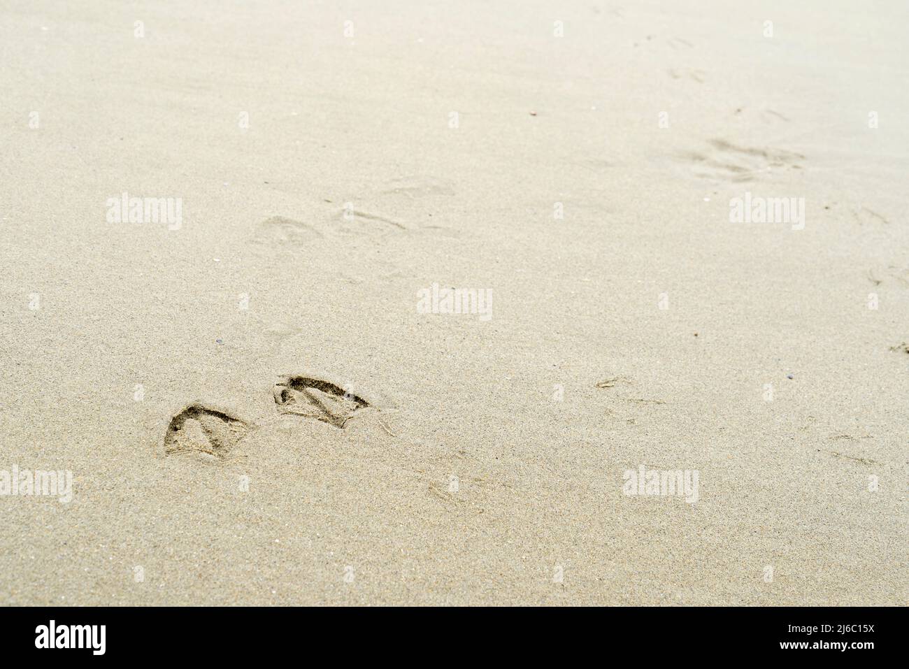 Stampe di piedi di un gabbiano nella sabbia sulla spiaggia lasciando una traccia di prove che erano intorno Foto Stock