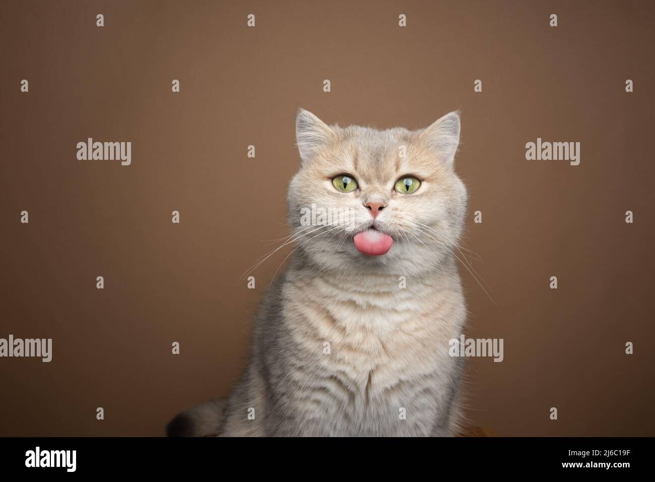 naughty gatto britannico shorthair che attacca la lingua su sfondo marrone con spazio copia Foto Stock