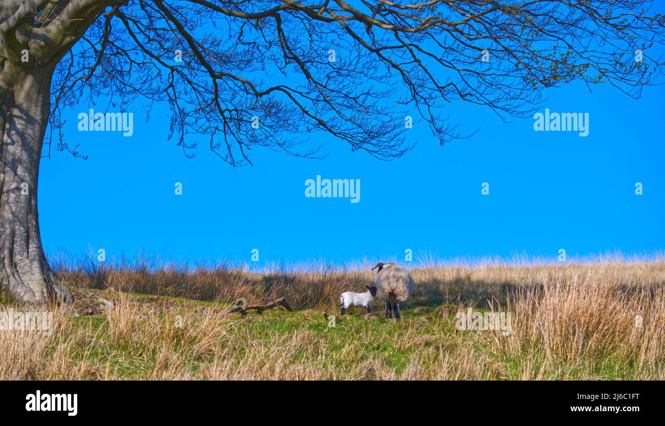 Scottish Blackface ovini Foto Stock