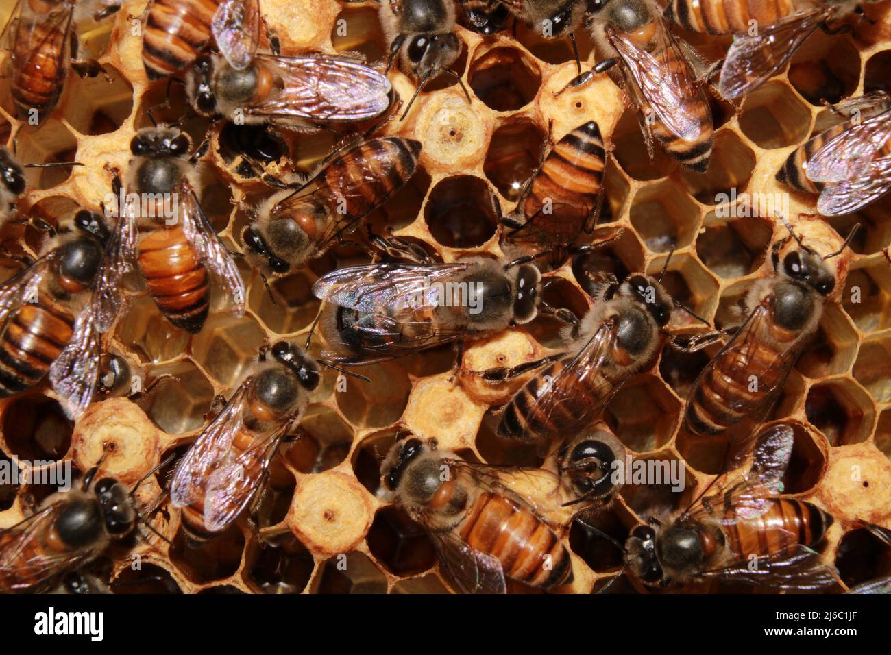 Vista ravvicinata delle api lavoratrici sulle cellule del miele, apis cerana indica. India Foto Stock