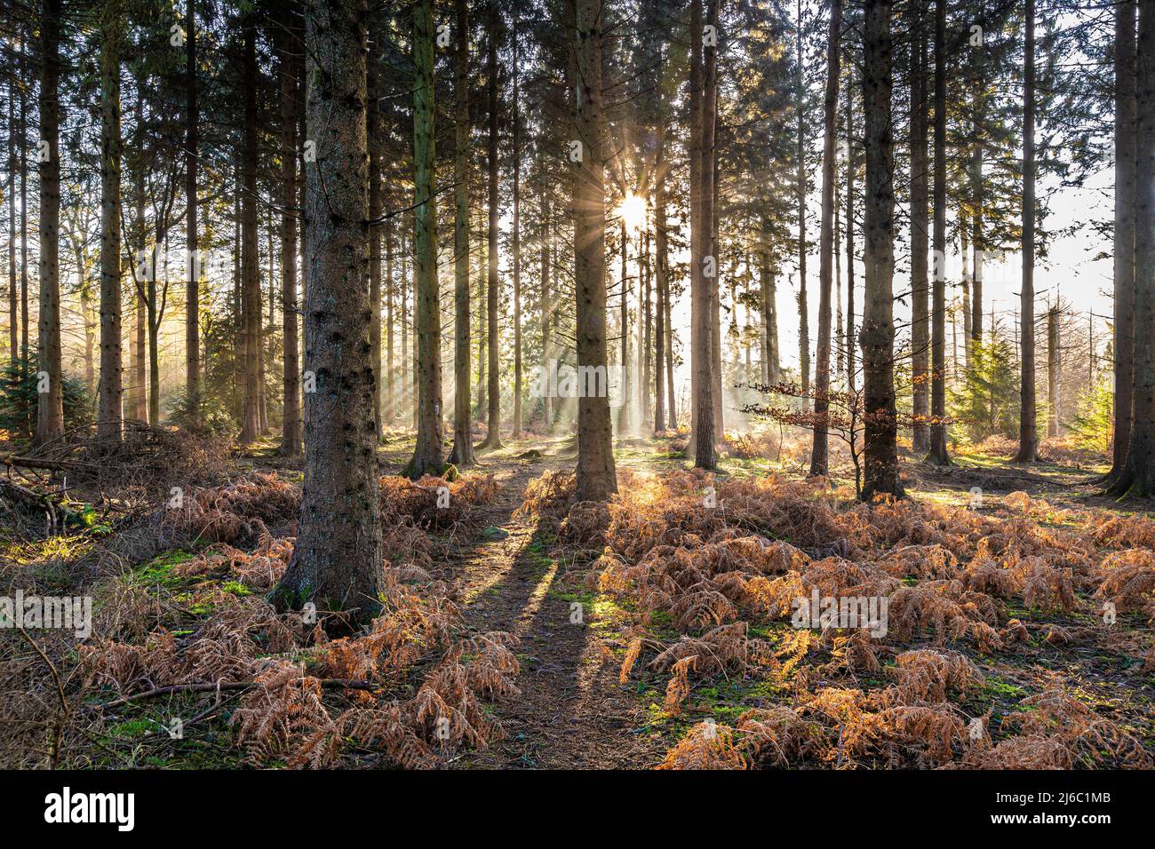 Inverno nella Foresta di Dean - nebbia di mattina presto vicino Ruspidge, Gloucestershire, Inghilterra Regno Unito Foto Stock