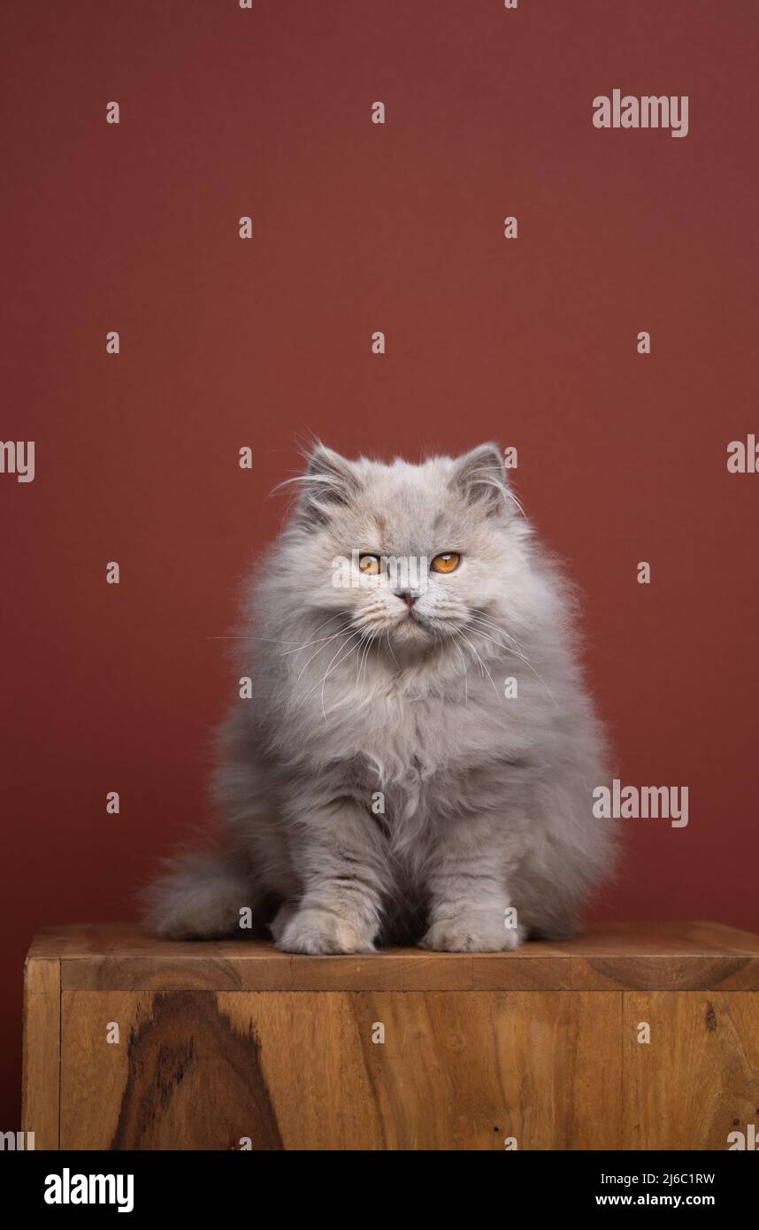 morbido ritratto britannico di gatto longhair con spazio di copia Foto Stock