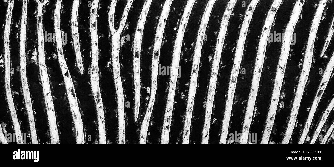 Pelle Zebra - pittura astratta ad olio. Strisce Zebra, bellissimo sfondo naturale. Vista ravvicinata delle strisce di zebra. Foto Stock