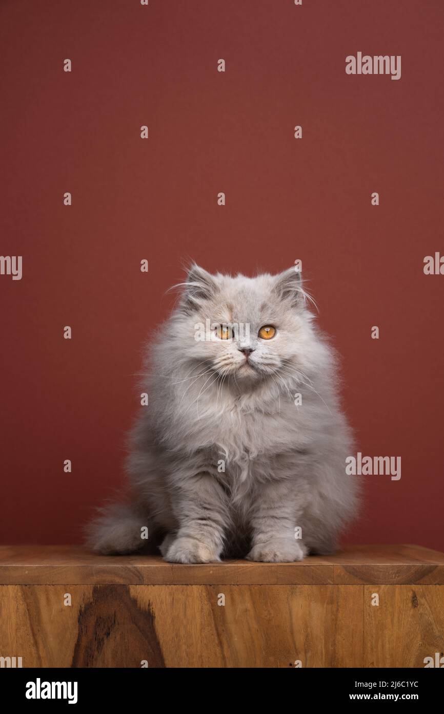 morbido ritratto britannico di gatto longhair con spazio di copia Foto Stock