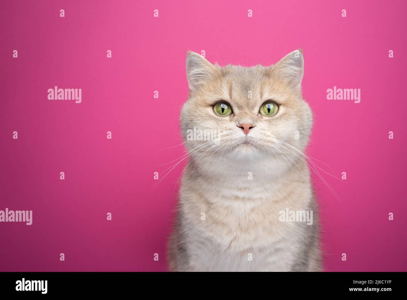 ritratto britannico di gatto shorthair su sfondo rosa con spazio copia Foto Stock