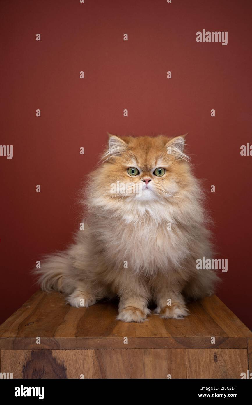 carino morbido guscio dorato ritratto gatto longhair britannico con spazio copia Foto Stock