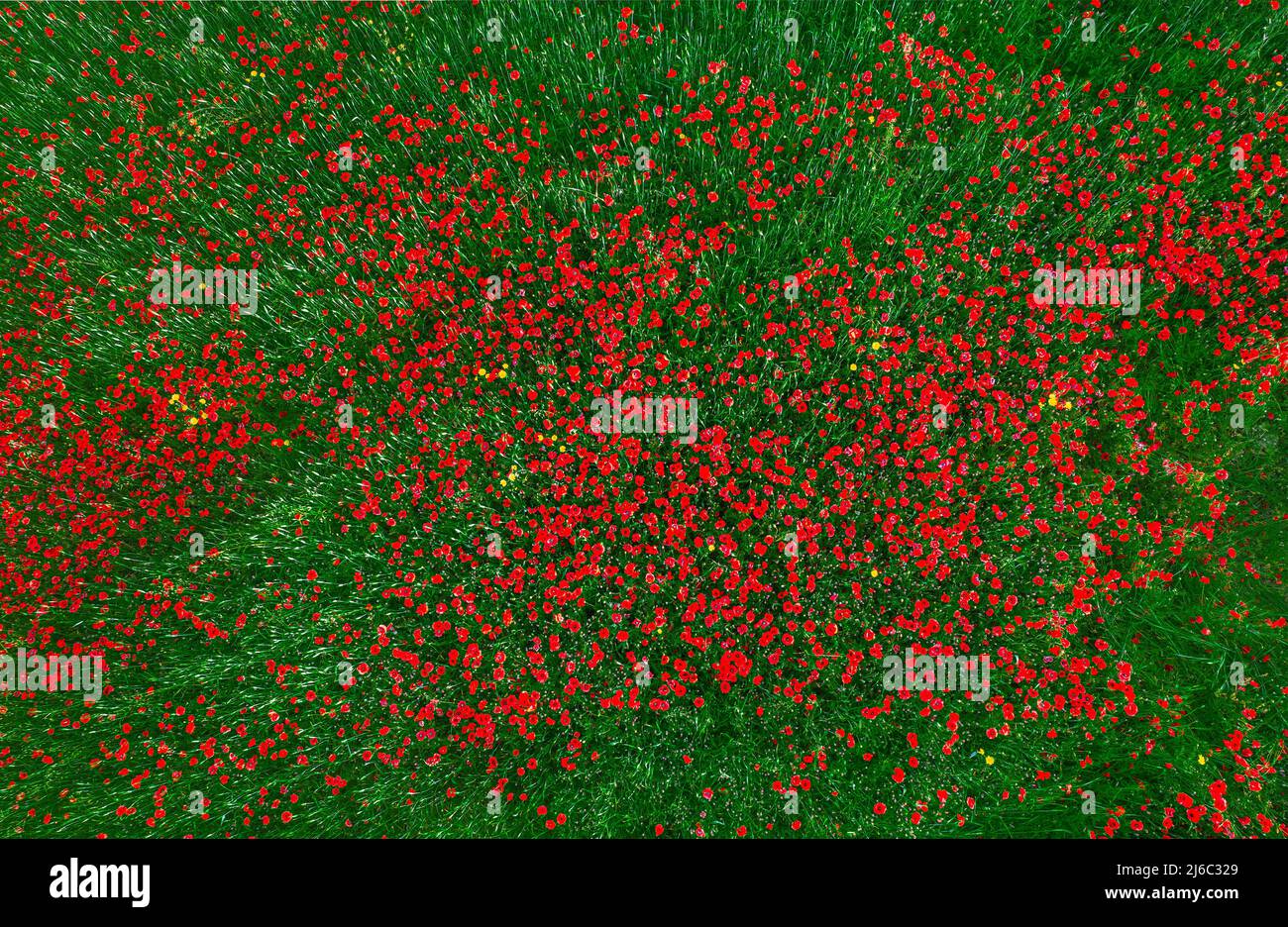Campo di fiori selvatici sfondo astratto. I papaveri rossi si visualizzano direttamente sopra Foto Stock