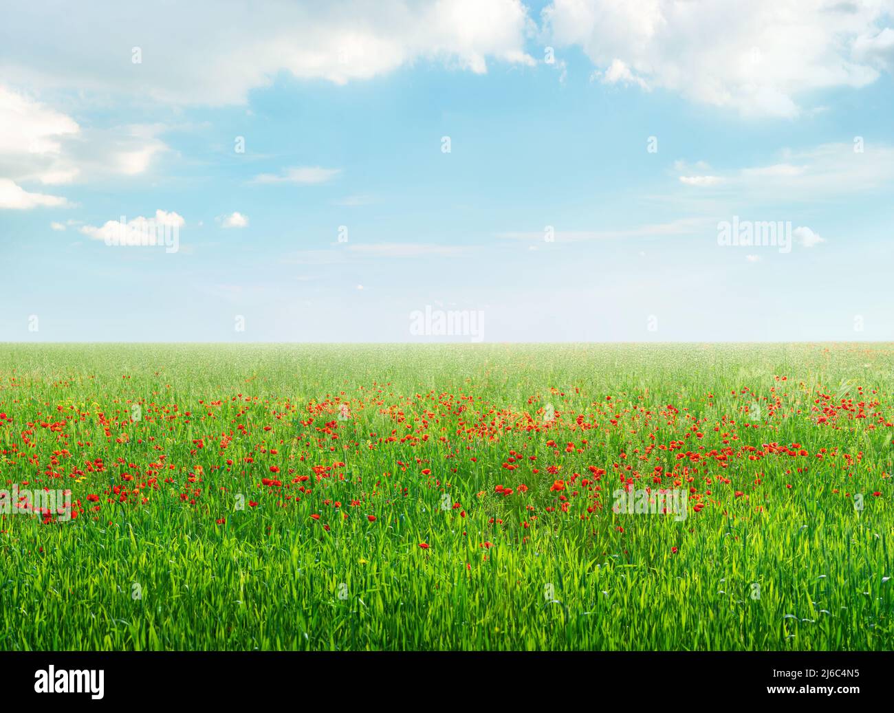 Campo di papavero di fiori selvatici sotto il cielo azzurro in primavera, luminoso sfondo colorato paesaggio Foto Stock