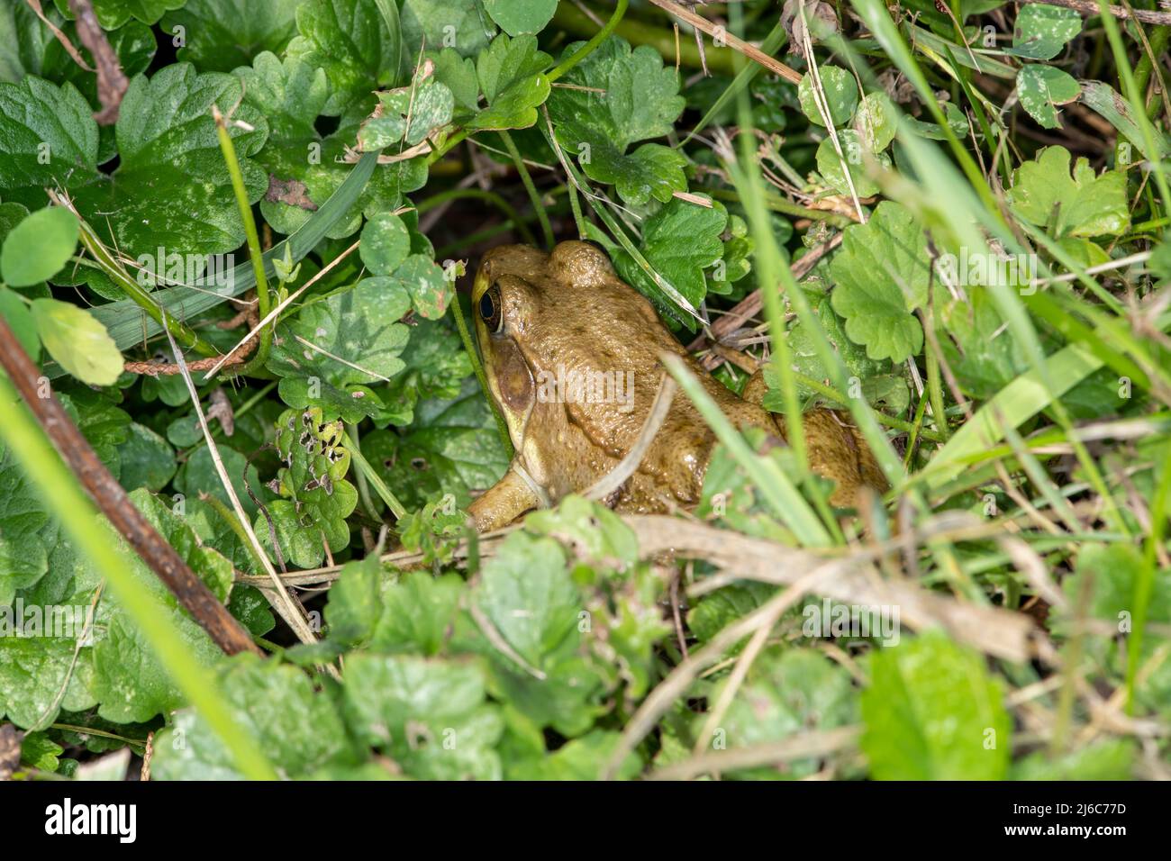 Vadnais Heights, Minnesota. Rana verde maschile, (Rana clamitans) nella fitta vegetazione della foresta. Foto Stock