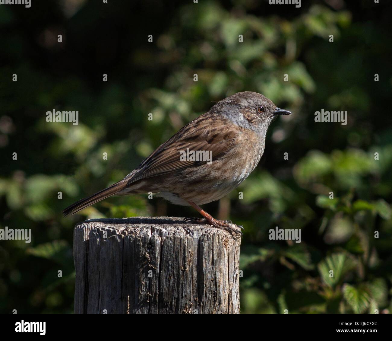 Dunnock uccello arroccato su un palo di legno, West Sussex, Regno Unito Foto Stock