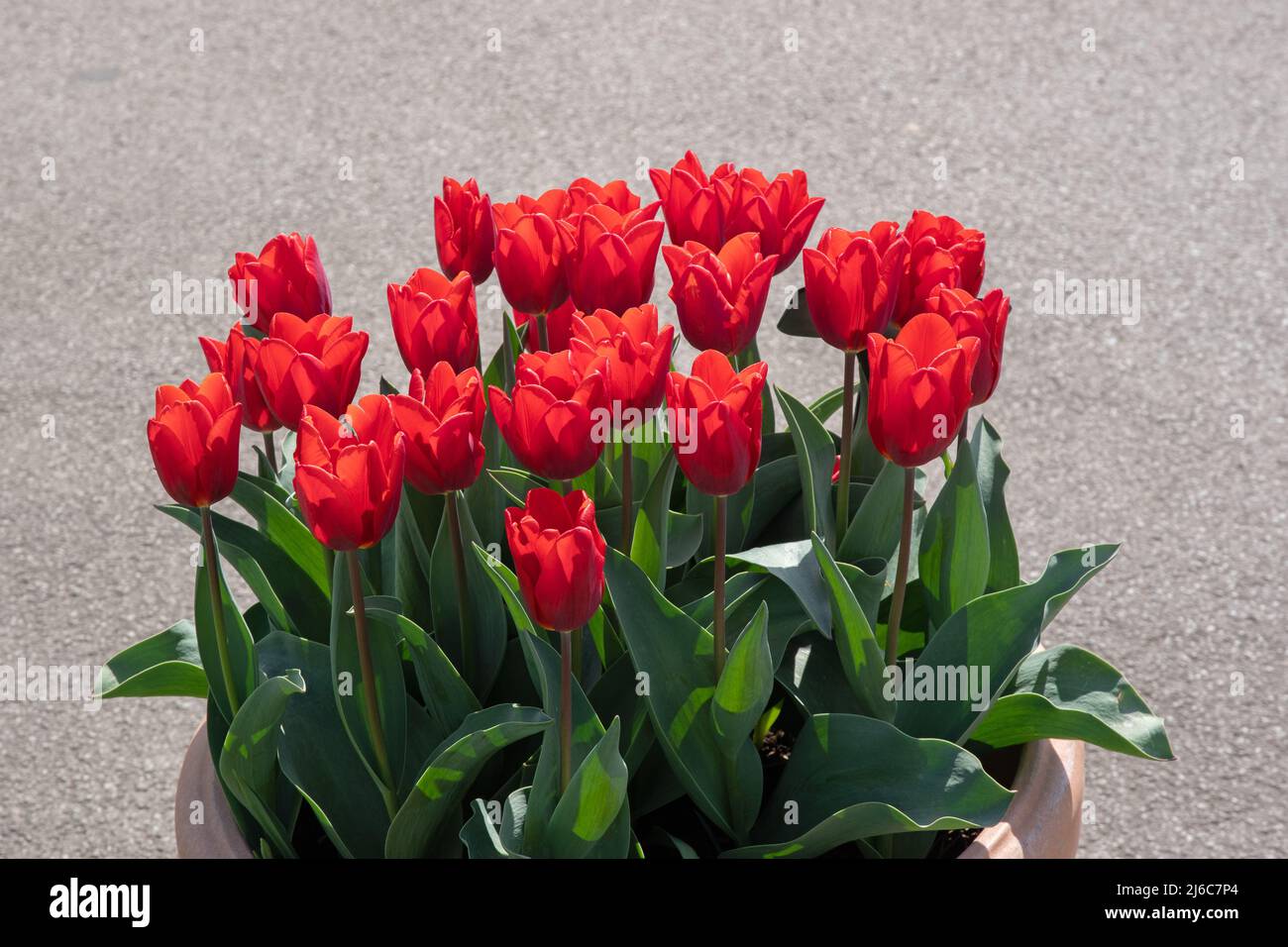 Tulipa 'Couleur Cardinale Foto Stock