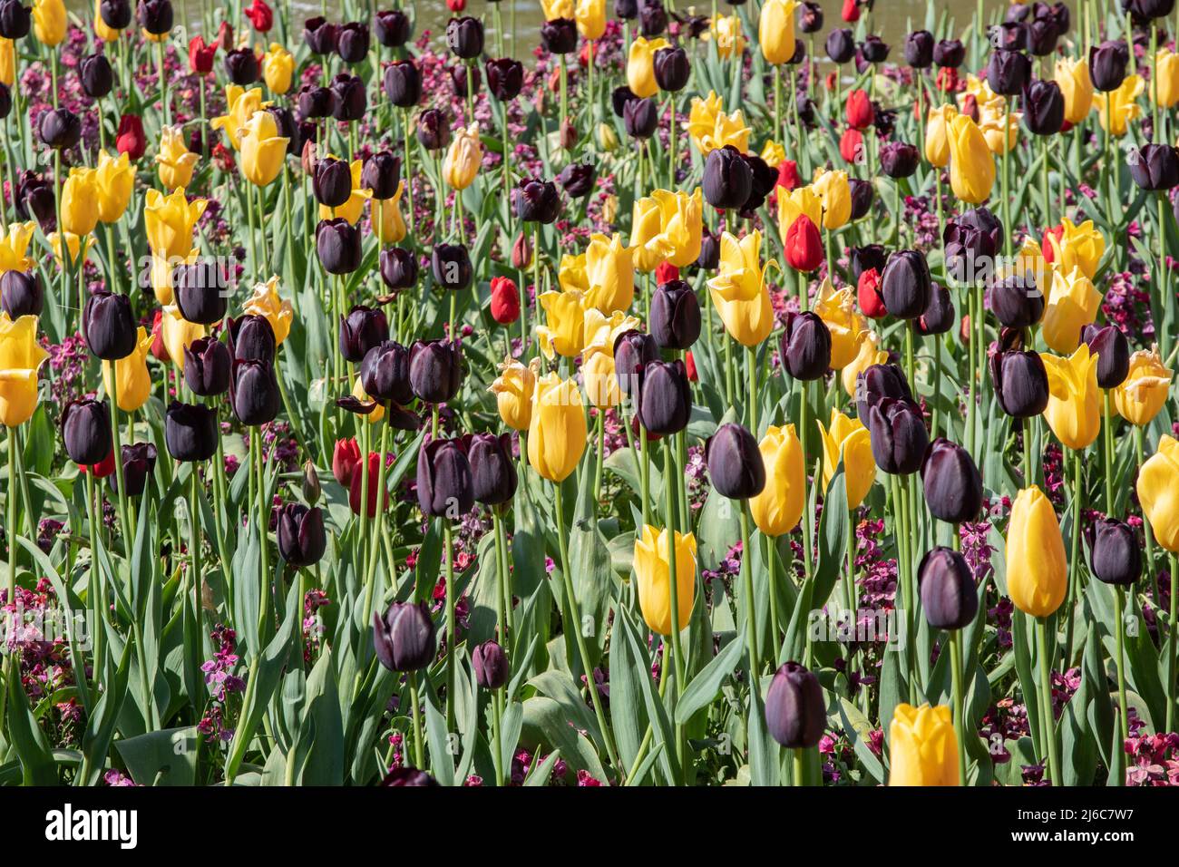 Tulipani Regina della Notte, Re sangue e grandi sorrisi in una piantagione mista Foto Stock
