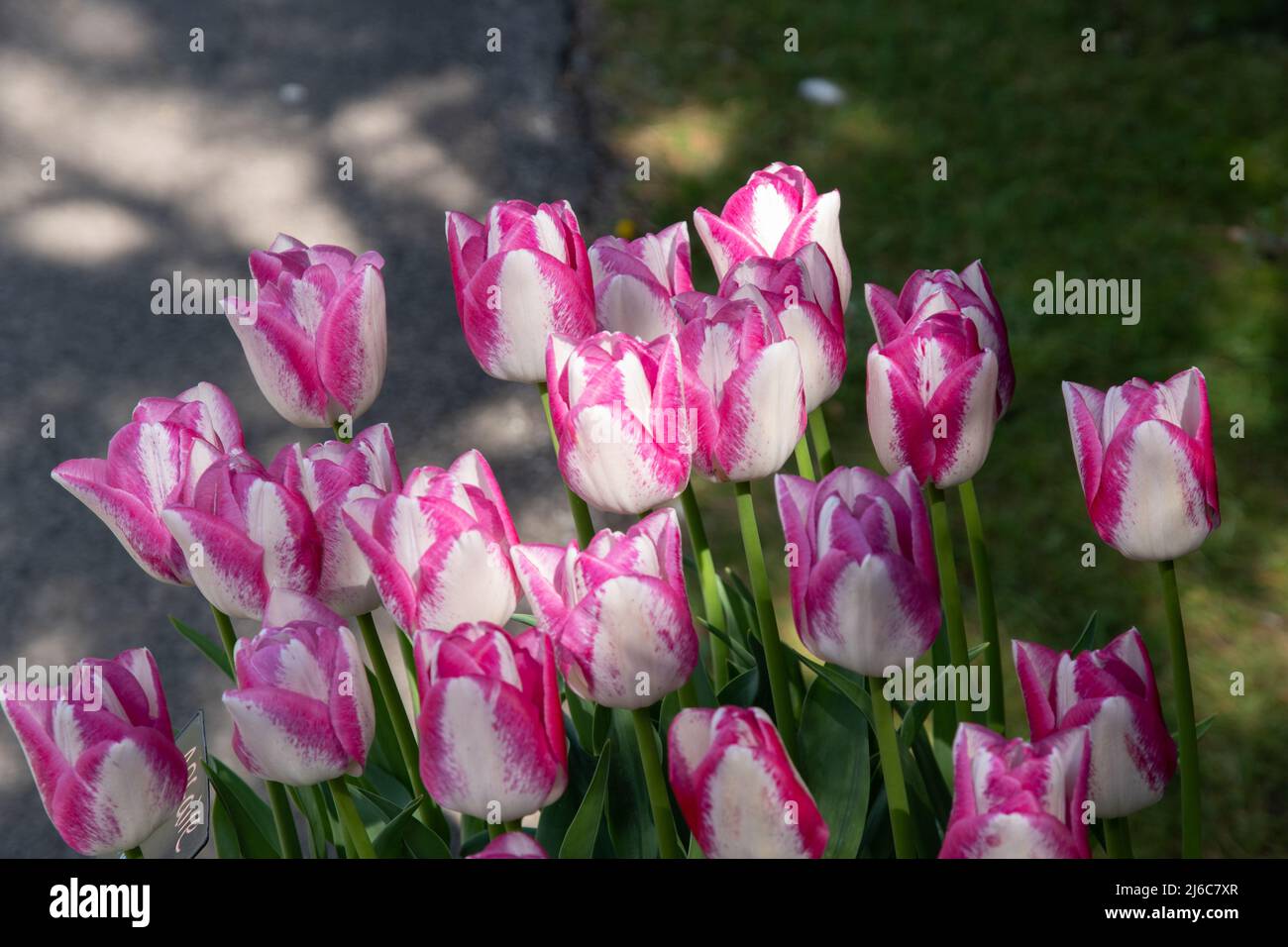 Tulipa 'Affaire' Foto Stock