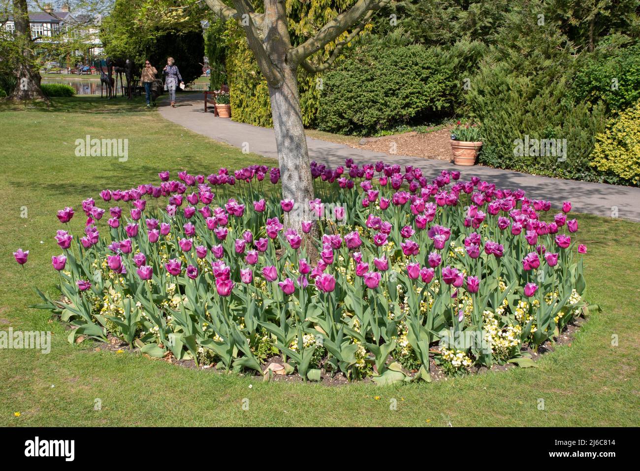 Letto di tulipa Louvre e fiori gialli intorno alla base di un piccolo albero in Burnby Hall Gardens Foto Stock