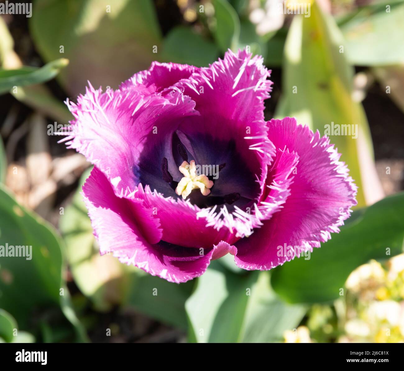 Un unico fiore di Tulip Louvre Foto Stock