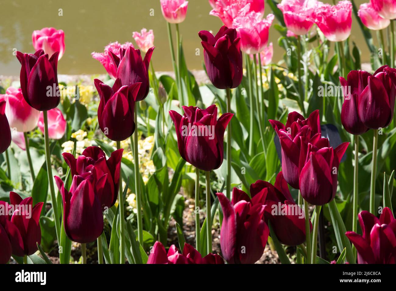 Tulipa Merlot Foto Stock