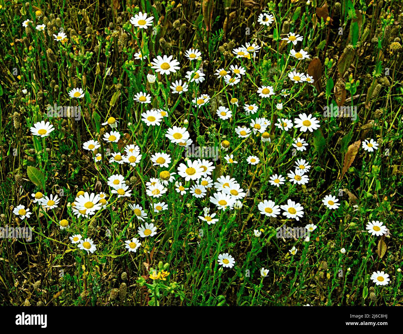 Campo di camomilla (mayweed profumate) Foto Stock