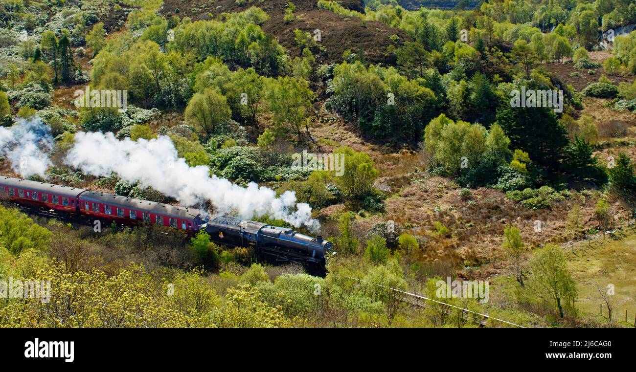 TRENO A VAPORE JACOBITE CHE VIAGGIA ATTRAVERSO I BOSCHI DI MORAR IN PRIMAVERA EN ROTTA VERSO MALLAIG SCOZIA Foto Stock