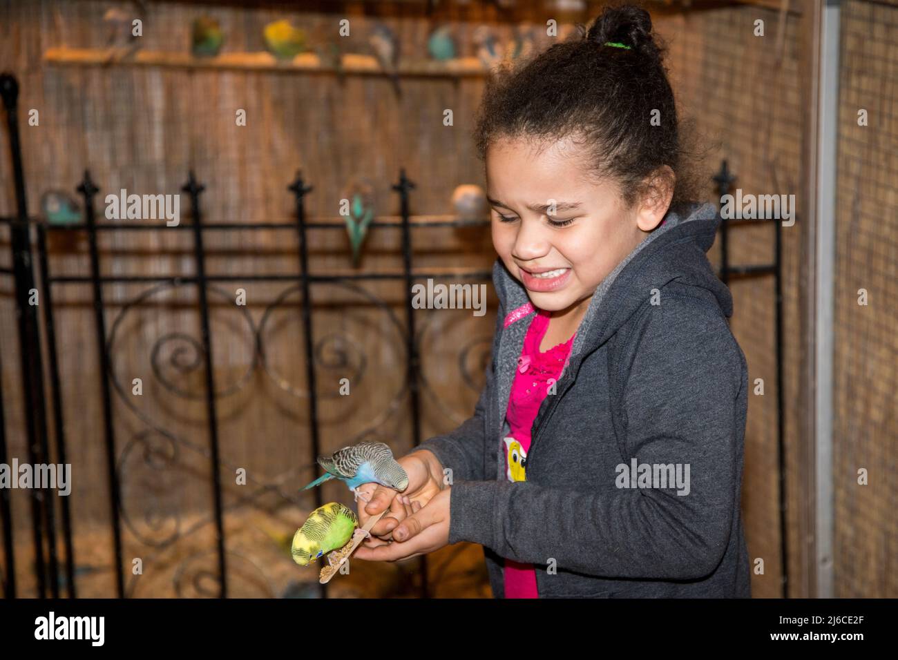 Minnesota. La bambina birazziale di sette anni fa un viso mentre si prende un po' in mano da un Parakeet quando li alimenta. Foto Stock