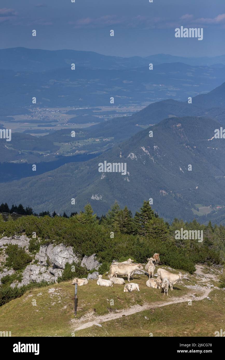 Bestiame al pascolo su un'alta montagna calcarea, Hochobir, (2139m) nei Monti Karawanken, Austria. Foto Stock