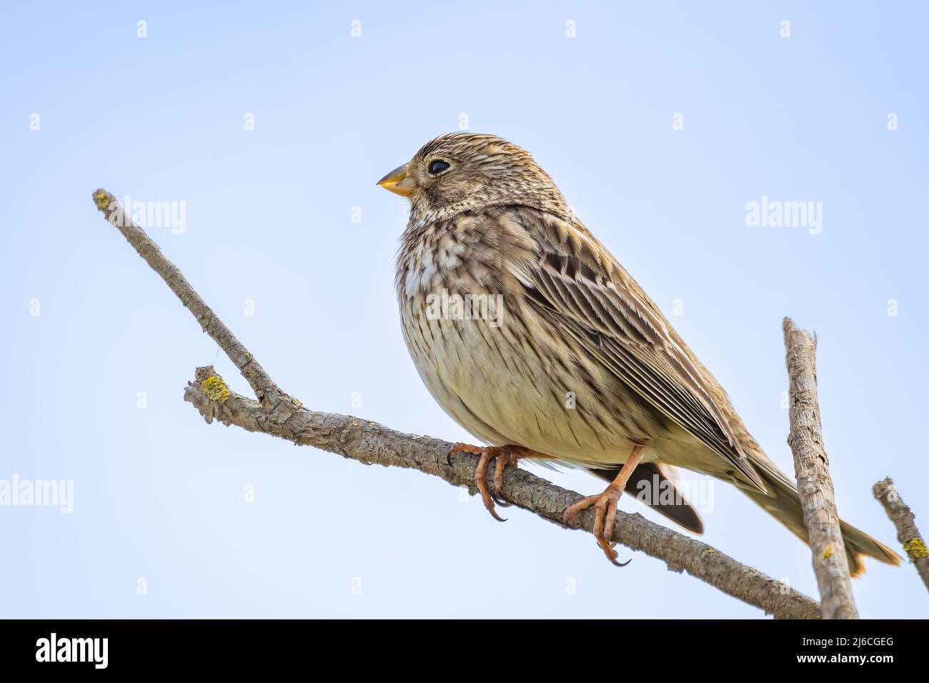 Raccolta di mais (Miliaria calandra) arroccata in un ramo del Parque Nacional de Doñana (Parco Nazionale di Donana) e nella Riserva Naturale Foto Stock