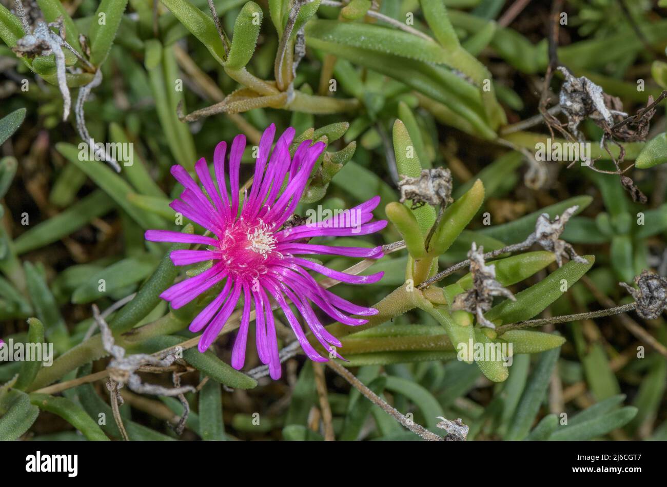 Trailing Iceplant, Delosperma cooperi, dal Sudafrica. Foto Stock