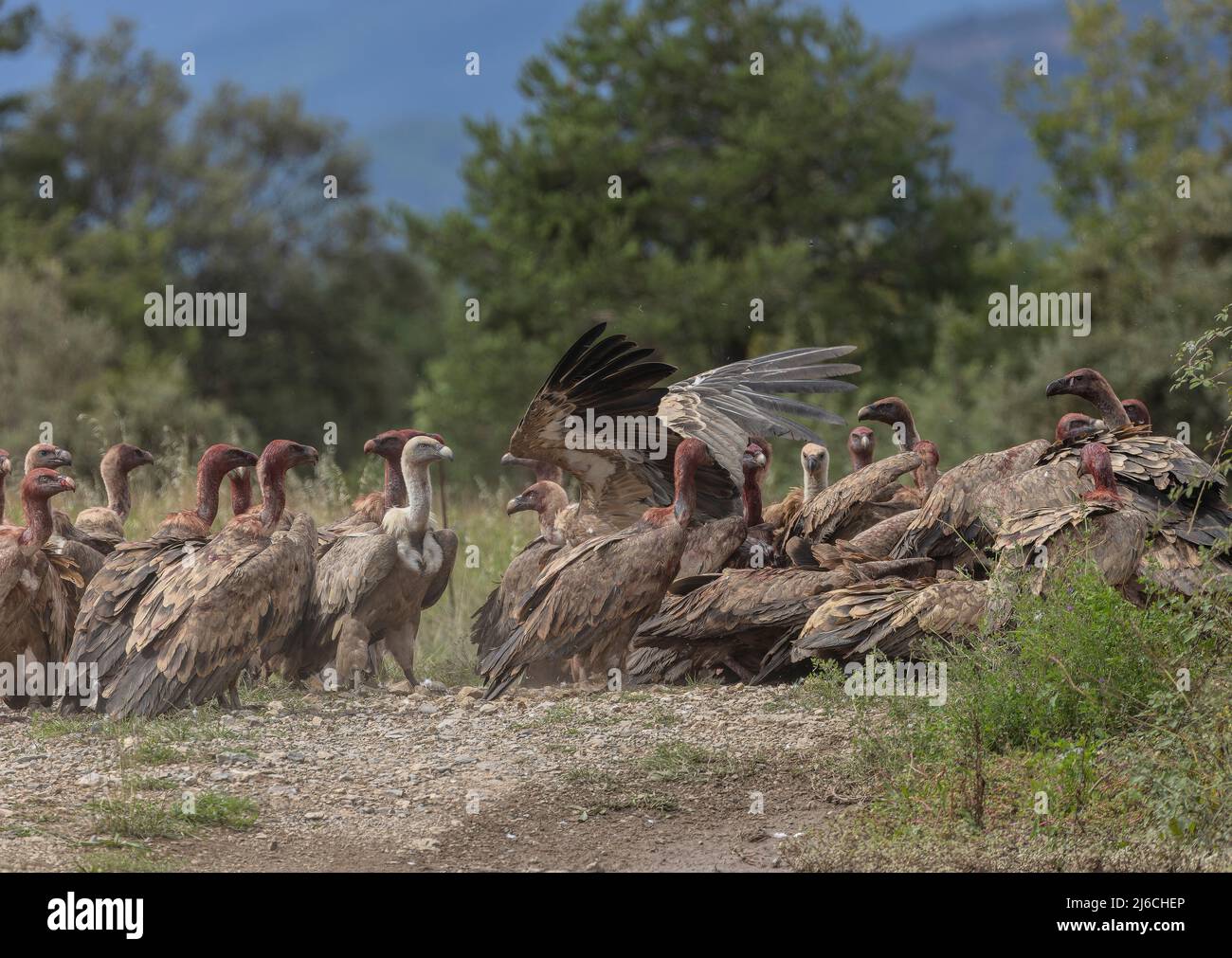 Grande gruppo di Jostling Griffon avvoltoi, Gips fulvus, ad una carcassa, nei Pirenei. Foto Stock