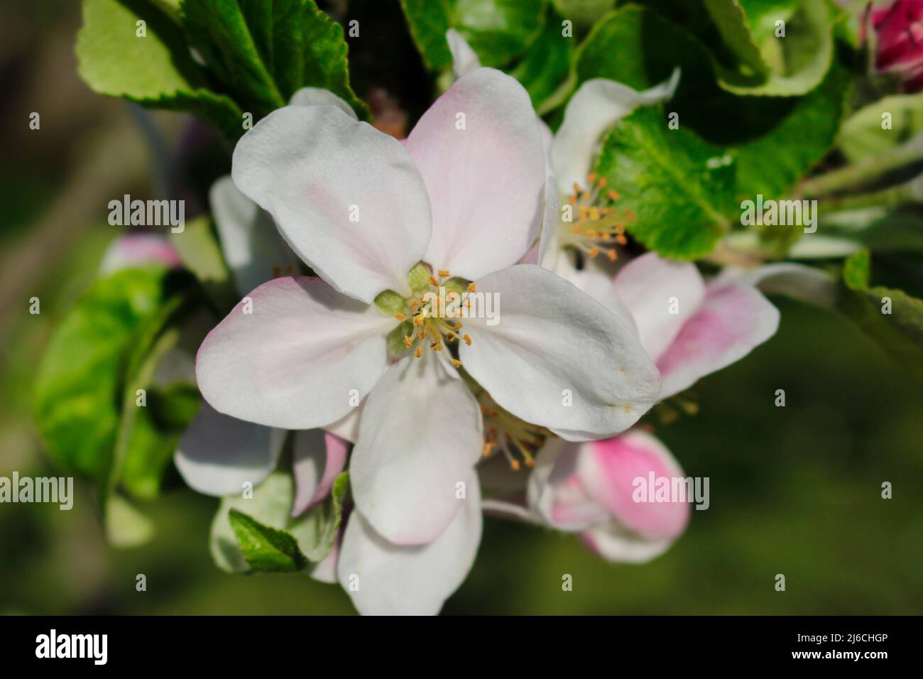 Un fiore di mela in dettaglio con foglie su un ramo in primavera. Foto Stock