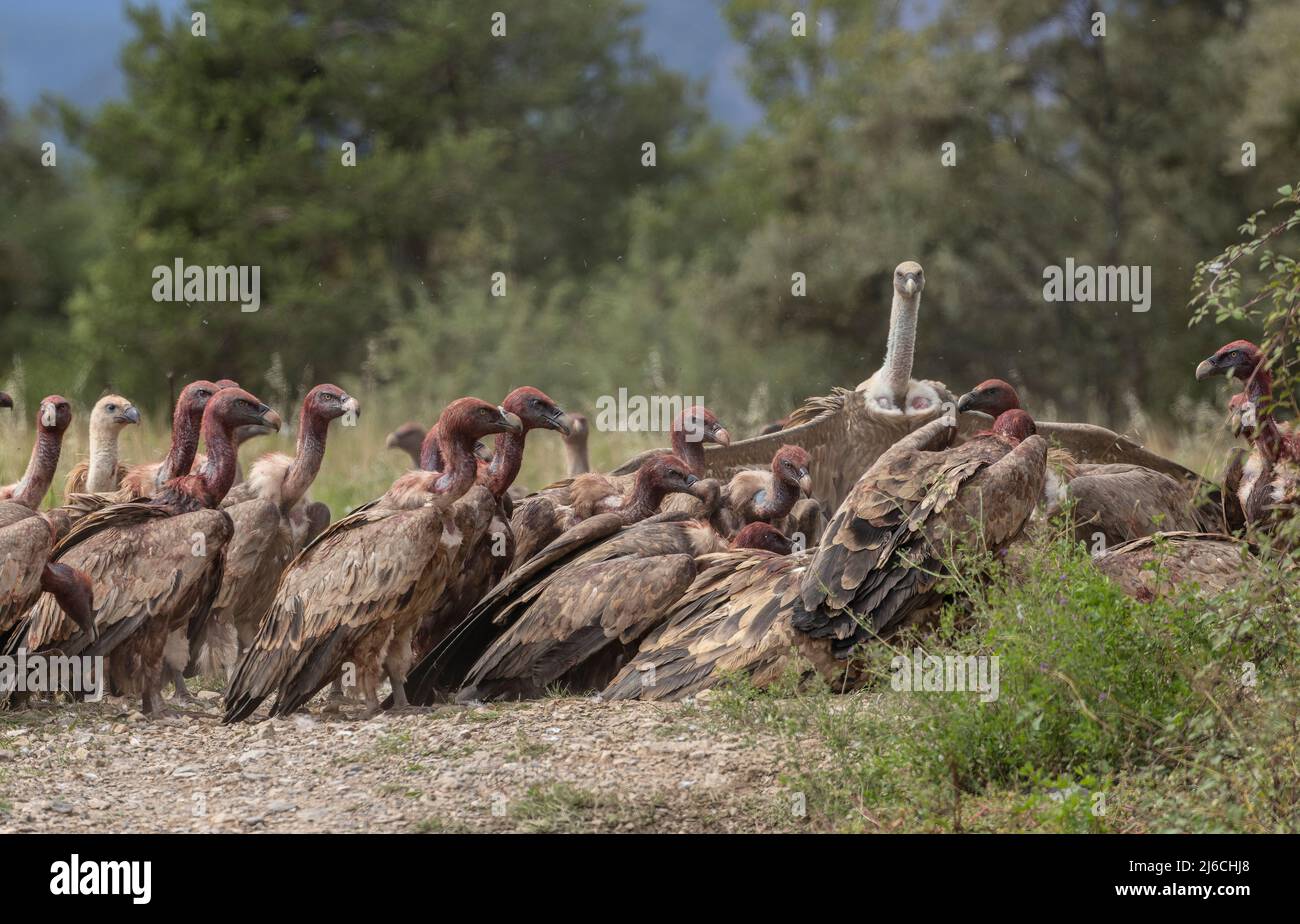 Grande gruppo di Jostling Griffon avvoltoi, Gips fulvus, ad una carcassa, nei Pirenei. Foto Stock