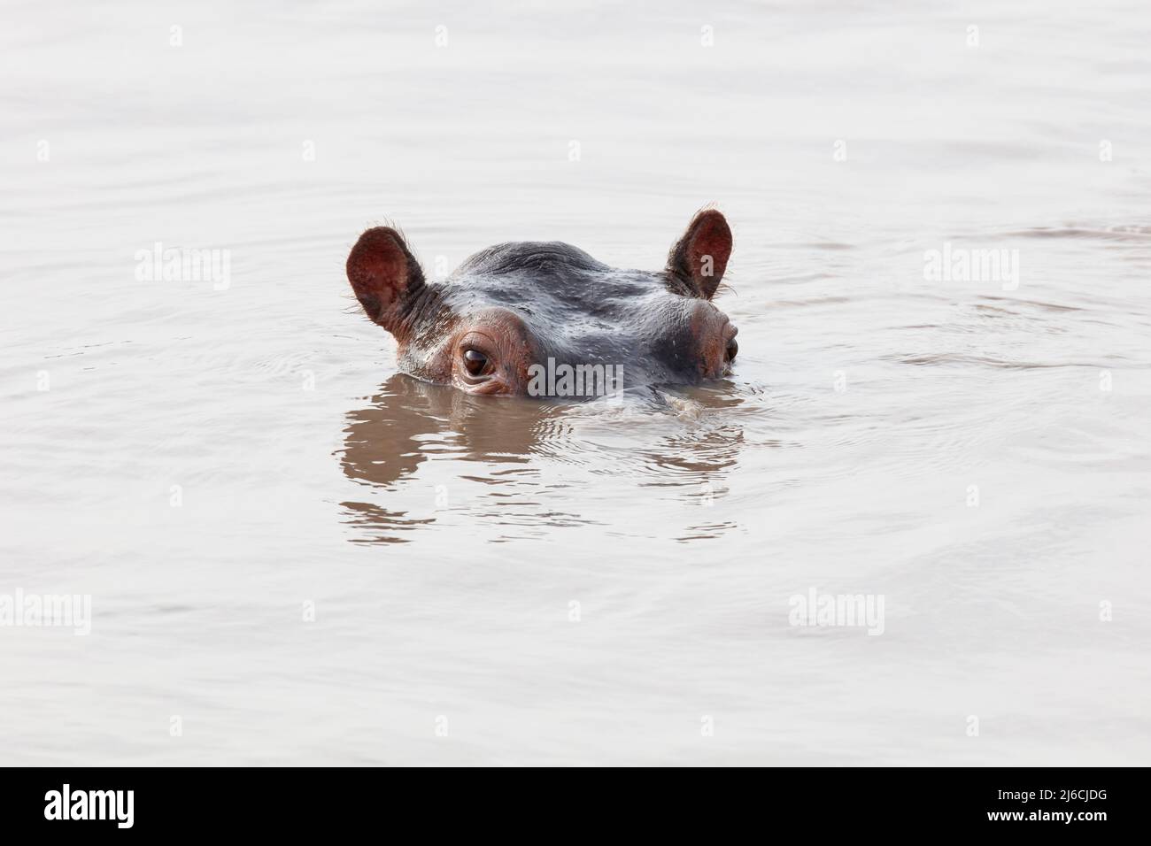 Un giovane Hippopotamo (Hippopotamo anfibio) quasi completamente sommerso in acqua e guardato intorno nervosamente Foto Stock