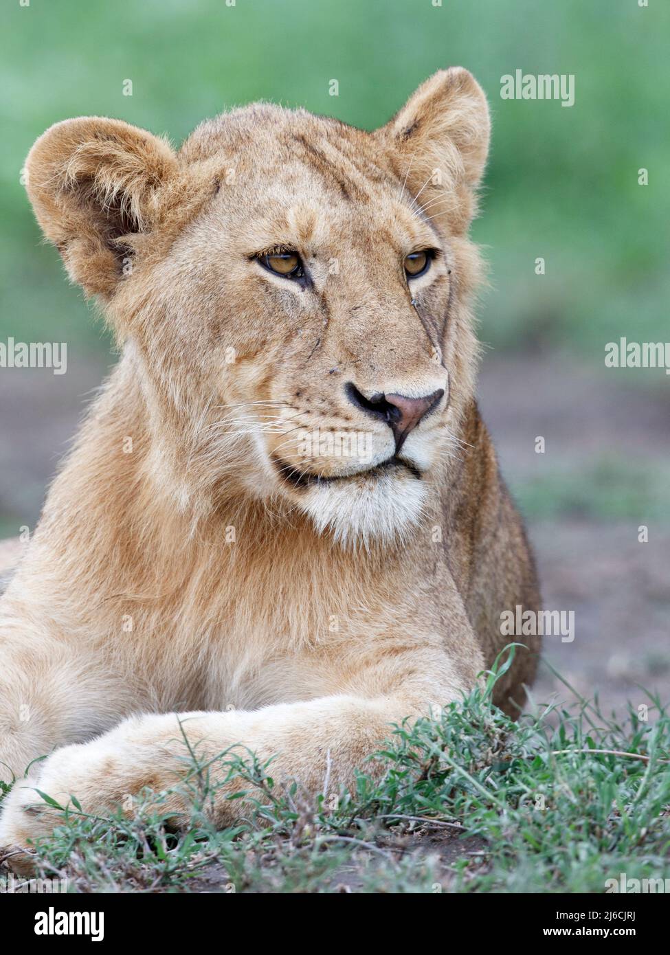 Ritratto di un giovane leone maschile (Panthera leo) nella Riserva di Ndutu in Tanzania Foto Stock