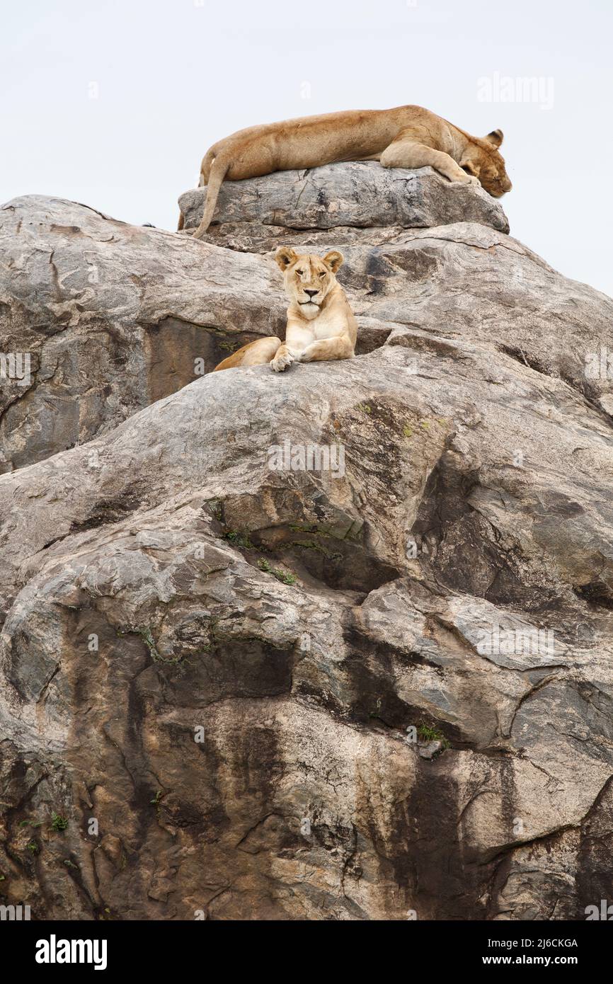 Lions che riposano su una roccia in un Kopje nel Parco Nazionale di Serengeti in Tanzania Foto Stock