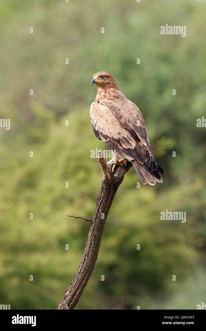 Aquila sventola (Aquila rapace) arroccata su un ramo morto nel Parco Nazionale di Serengeti Foto Stock