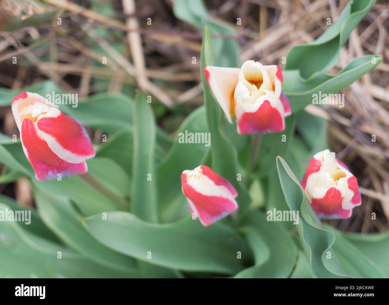 tulipano rosa bianco fiori nel giardino dei fiori Foto Stock