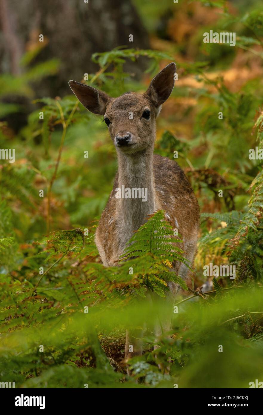 Giovane cervo di fava, Dama dama, tra salmastre in bosco all'inizio dell'autunno. Foto Stock