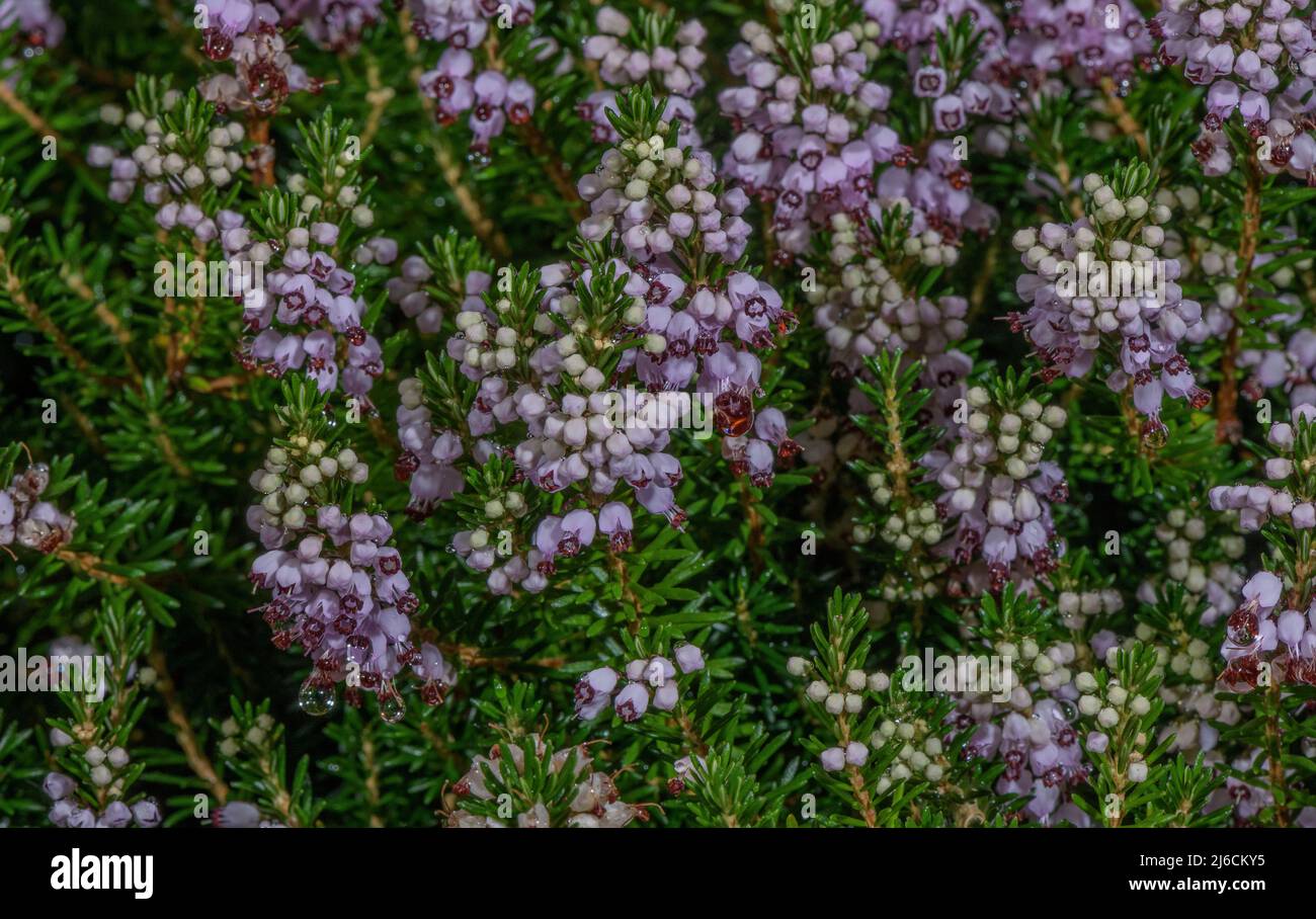 Guarire Cornovaglia, Erica vagans, in fiore in autunno. Foto Stock