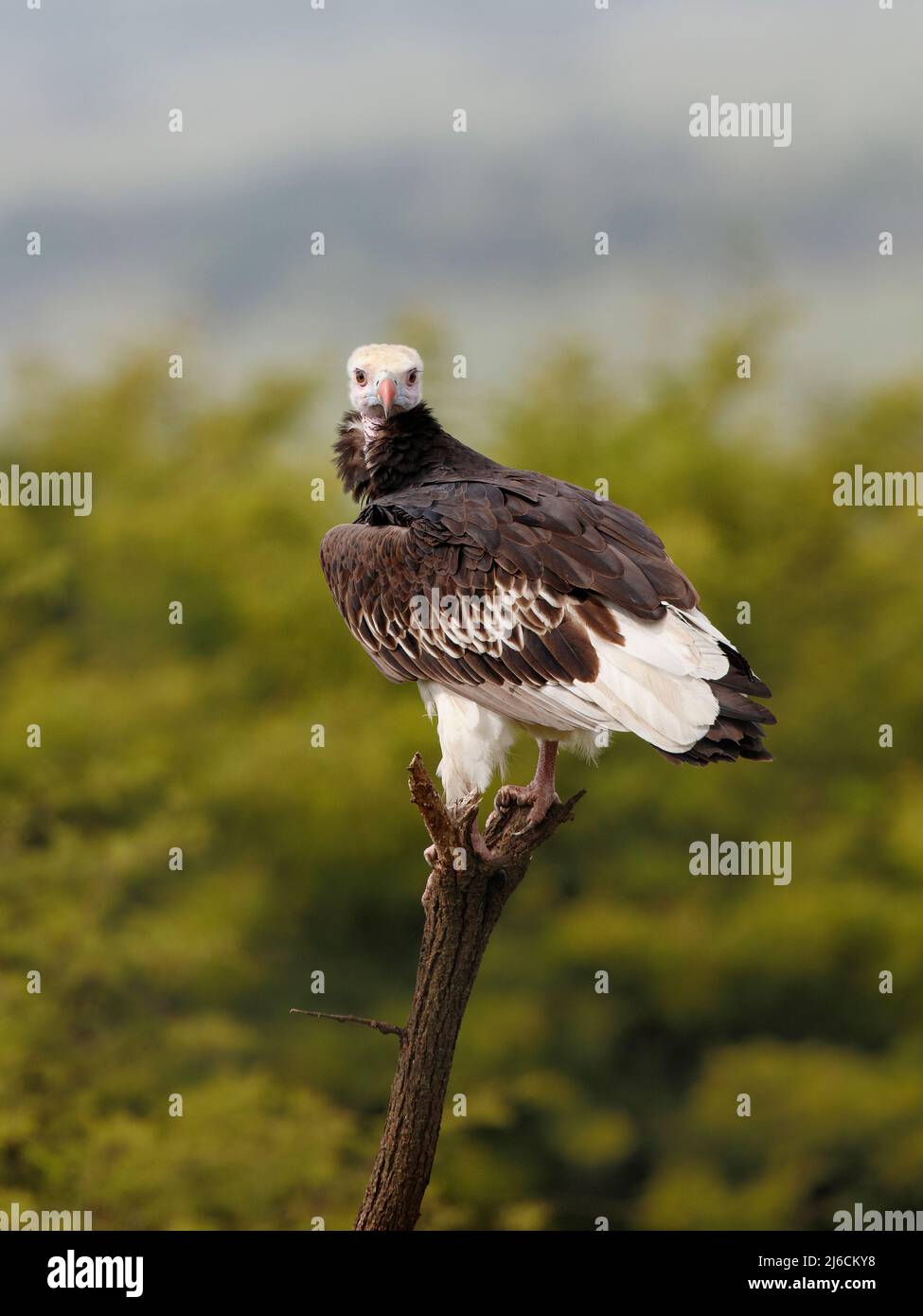 Vulture a testa bianca (trigonoceps occipitalis) arroccato su un ramo morto nel Parco Nazionale del Serengeti Foto Stock