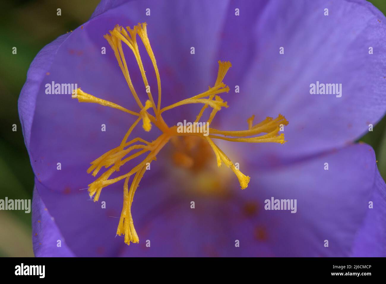 Stili e stimmi di Crocus d'autunno, Crocus nudiflorus in fiore in habitat naturale, Pirenei francesi. Foto Stock