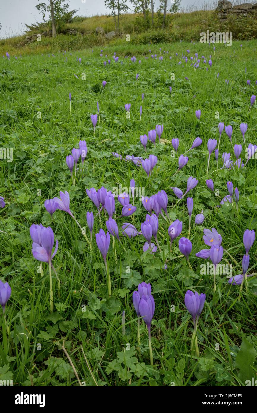 Autunno Crocus, Crocus nudiflorus in fiore in habitat naturale, Pirenei francesi. Foto Stock