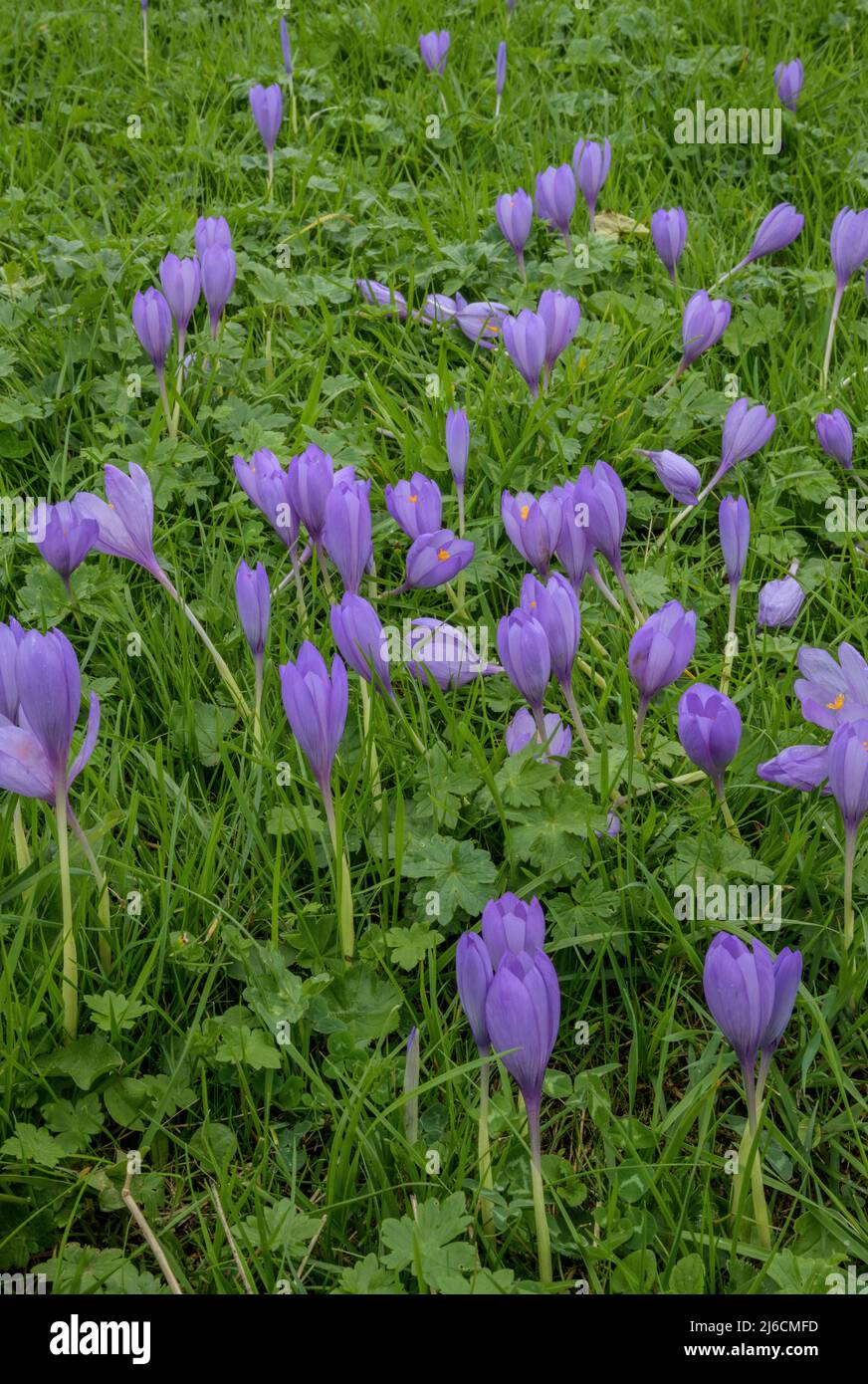 Autunno Crocus, Crocus nudiflorus in fiore in habitat naturale, Pirenei francesi. Foto Stock